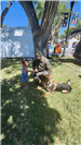 kiddo with the doggo at the Valencia County Sheriff's Office Booth